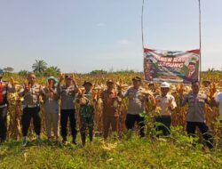 Kapolsek Tapung Hilir Panen Raya Jagung: Dukung Ketahanan Pangan Nasional
