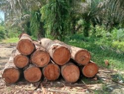 Diduga Bigbos Ilogs Ilegal di Wilayah Hutan Peroduksi Terbatas (HPT) di Seberang Batang Ulak II Desa sungai Sarik Antakkan Jadi Kecamatan Kampar Kiri adalah Oknum anggota APH dari Polda RIAU 