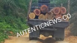 Pembalakan liar Bebas Beroperasi di Kawasan Hutan Antakkanjadi, Desa Sungai Sarik, Aparat penegak Hukum di Minta Bertindak Tegas