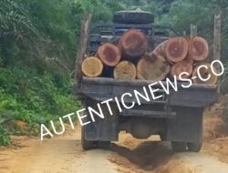 Pembalakan liar Bebas Beroperasi di Kawasan Hutan Antakkanjadi, Desa Sungai Sarik, Aparat penegak Hukum di Minta Bertindak Tegas