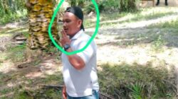 Karyawan Kebun Keluarga Simarmata vs Diduga Pencuri Sawit Nyaris Bentrok