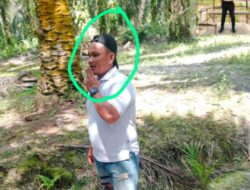 Karyawan Kebun Keluarga Simarmata vs Diduga Pencuri Sawit Nyaris Bentrok