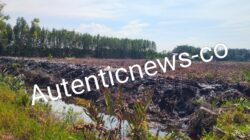 Kerusakan Hutan Mangrove di Bengkalis: Dugaan Pembabatan untuk Tambak Udang Mengkhawatirkan