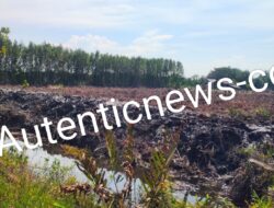 Kerusakan Hutan Mangrove di Bengkalis: Dugaan Pembabatan untuk Tambak Udang Mengkhawatirkan