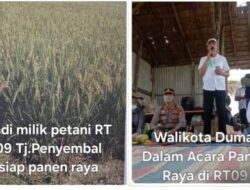 Kilas Balik Panen Raya Wali Kota Dumai H.Paisal Petani Menumpang Diatas Tanah Milik PT