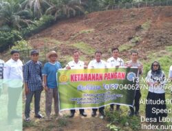 Personil Polsek XIII Koto Kampar Giat Tanam Jagung Pipil, Dukung Ketahanan Pangan Nasional