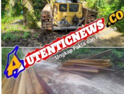 Kasus Bajora: Pengusaha Kayu Ilegal yang Kebal Hukum di Padang Lawas