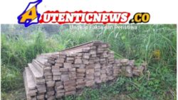 Pengusaha Kayu di Kawasan Hutan Lindung Kab.Palas Diduga melanggar Aturan nomor 41 Tahun 1999 tentang Kehutanan 