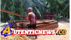 Tumpukan Kayu Olahan Diduga Hasil Penebangan Liar Ditemukan di Sungai Daun, Rokan Hilir: Terlibat Oknum TNI, Polri, dan Wartawan?