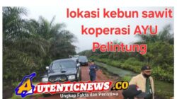 Alih Fungsi Kawasan Hutan Menjadi Kebun Sawit Kop. AYU Pelintung ± 2700 Hektar Diduga Belum Tersentuh Satgas PKH Dipertanyakan