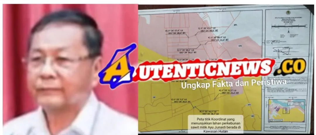 Ayu Junaidi Pengusaha Kebun Kelapa Sawit dalam kawasan hutan yang sukses