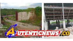 Warga KM 20 Kelurahan Kulim Keluhkan Bau Limbah Kandang Ayam, Diduga Langgar SOP