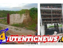 Warga KM 20 Kelurahan Kulim Keluhkan Bau Limbah Kandang Ayam, Diduga Langgar SOP