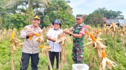 Polsek Kampar Kiri Berhasil Laksanakan Panen Raya, Hasil Dijual ke Bulog