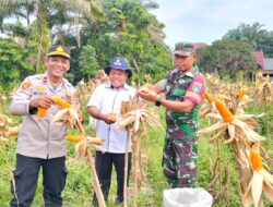 Polsek Kampar Kiri Berhasil Laksanakan Panen Raya, Hasil Dijual ke Bulog