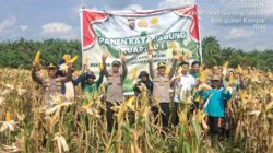 KAPOLSEK PIMPIN PANEN RAYA JAGUNG PIPIL DI DESA GUNUNG MULYA, WUJUD DUKUNGAN PROGRAM KETAHANAN PANGAN NASIONAL