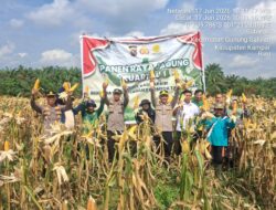 KAPOLSEK PIMPIN PANEN RAYA JAGUNG PIPIL DI DESA GUNUNG MULYA, WUJUD DUKUNGAN PROGRAM KETAHANAN PANGAN NASIONAL