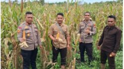 Polsek Rupat Bersinergi dengan PT MMJ Dukung Program Ketapang  Melalui Budidaya Jagung Pipil