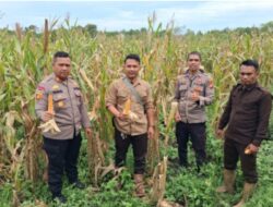 Polsek Rupat Bersinergi dengan PT MMJ Dukung Program Ketapang  Melalui Budidaya Jagung Pipil