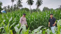 Polsek Cerenti Pantau Perkembangan Jagung di Lahan BUMDes Sikakak, Perkuat Dukungan Swasembada Pangan 2026