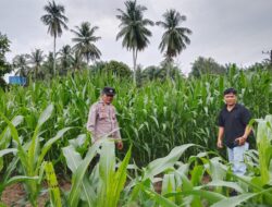 Polsek Cerenti Pantau Perkembangan Jagung di Lahan BUMDes Sikakak, Perkuat Dukungan Swasembada Pangan 2026