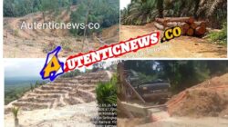 Hutan Kawasan Desa Sungai Sarik Luluh Lantah: Ribuan Hektar Beralih Jadi Kebun Sawit, Pihak Berwenang Dinilai Tutup Mata