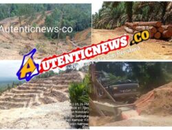 Hutan Kawasan Desa Sungai Sarik Luluh Lantah: Ribuan Hektar Beralih Jadi Kebun Sawit, Pihak Berwenang Dinilai Tutup Mata