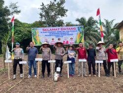 Kapolsek Cereti dan BUMDes Maju Bersama Desa Pesikaian Tanam Jagung Pipil, Dukung Penuh Program Swasembada Pangan APBD 2026