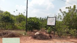 Ketua KL Dumai Pertanyakan Pekerja AHW Cs Memanen Buah Sawit Meski Ada Plang Satgas PKH — Benarkah Penertiban Hanya Formalitas?