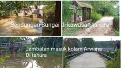 Penangkaran Arwana di Tahura SSH Dipertanyakan: Legalitas Ikan dan Kawasan Wajib Diuji Menyeluruh
