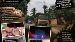 Dugaan Illegal Logging di Kampar Kiri Disorot, Kayu Log Diduga Mengalir Bebas ke Sawmill