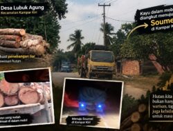 Dugaan Illegal Logging di Kampar Kiri Disorot, Kayu Log Diduga Mengalir Bebas ke Sawmill