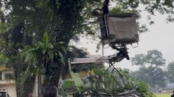 Cuaca Ekstrem Sebabkan Pohon Tumbang Menimpa Warga Hingga Meninggal, DLH Binjai Turun Satgas Mitigasi ke Lapangan Merdeka