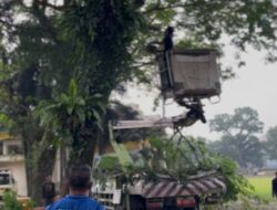 Cuaca Ekstrem Sebabkan Pohon Tumbang Menimpa Warga Hingga Meninggal, DLH Binjai Turun Satgas Mitigasi ke Lapangan Merdeka