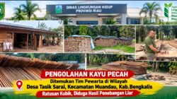 Diduga Ratusan Kubik Kayu Hasil Pembalakan Liar Menumpuk di Talang Muandau, Aparat Diminta Turun Tangan