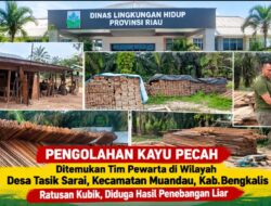 Diduga Ratusan Kubik Kayu Hasil Pembalakan Liar Menumpuk di Talang Muandau, Aparat Diminta Turun Tangan