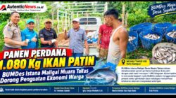 Panen Perdana 1.080 Kg Ikan Patin, BUMDes Istana Maligai Muara Takus Dorong Penguatan Ekonomi Warga