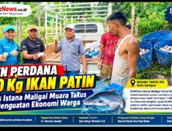 Panen Perdana 1.080 Kg Ikan Patin, BUMDes Istana Maligai Muara Takus Dorong Penguatan Ekonomi Warga